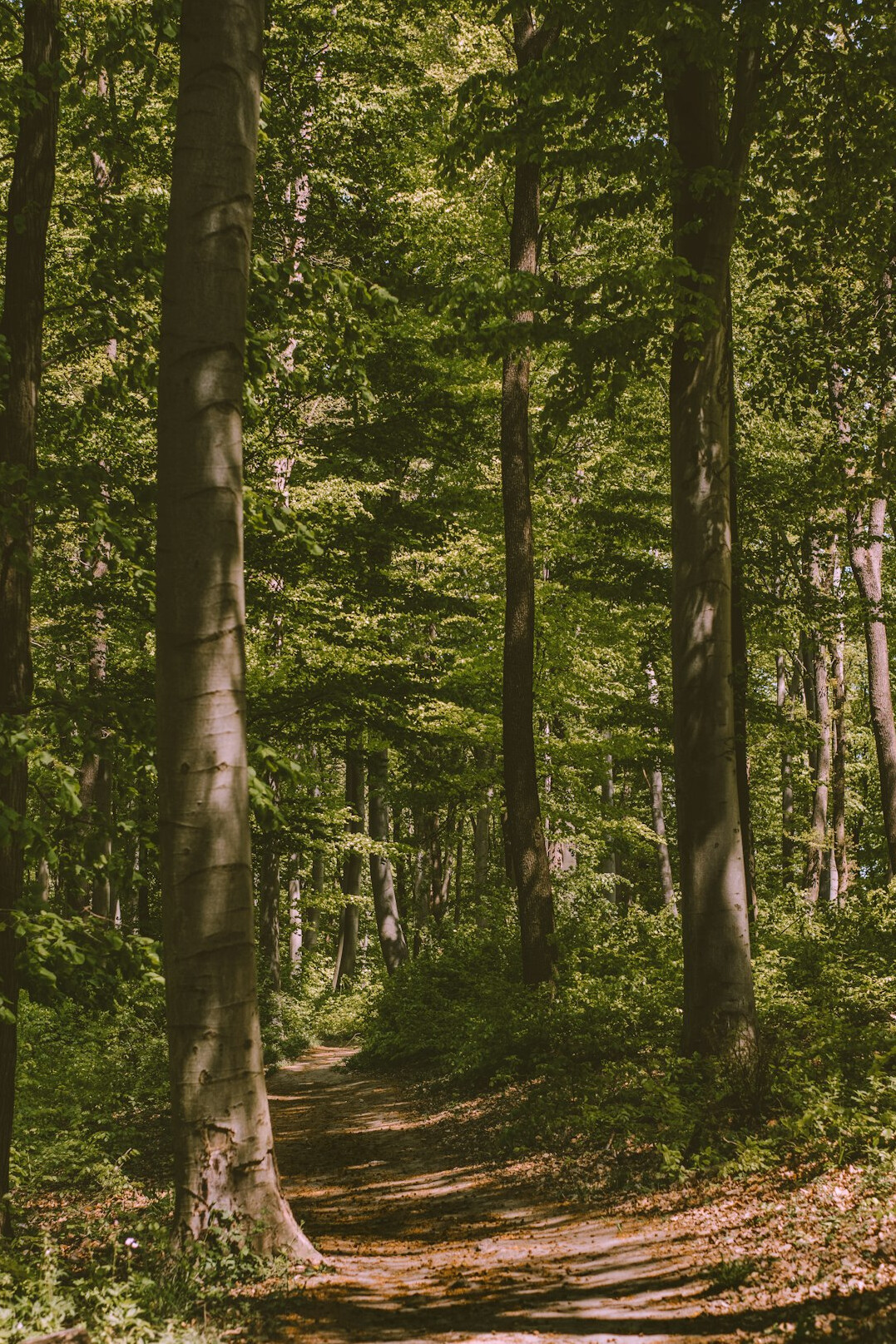 old forest path